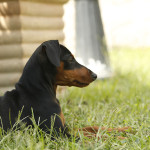 Pinscher Anzio: Maya