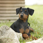 Pinscher Anzio: Maya