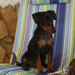 Pinscher Anzio: Maya