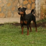 Pinscher Anzio: Maya