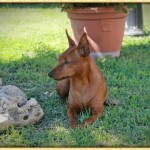 ihatina: ecco i nostri pinscher Latina