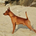 ihatina: ecco i nostri pinscher Latina