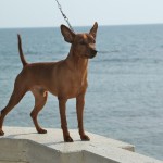 ihatina: ecco i nostri pinscher Latina
