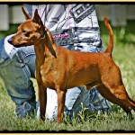 ihatina: ecco i nostri pinscher Latina