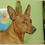 ihatina: ecco i nostri pinscher Latina