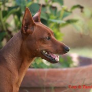 ihatina: ecco i nostri pinscher Latina