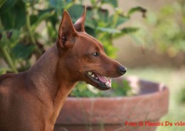 ihatina: ecco i nostri pinscher Latina