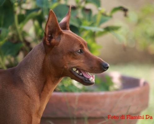ihatina: ecco i nostri pinscher Latina