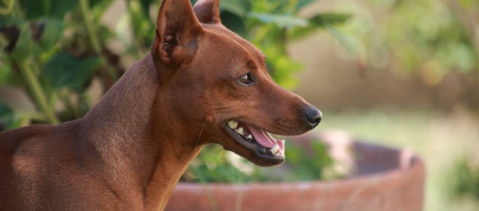 ihatina: ecco i nostri pinscher Latina