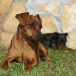 Pinscher Lazio