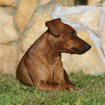 Pinscher Lazio