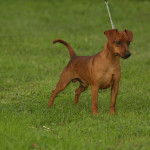 Pinscher Lazio