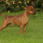 Pinscher Lazio