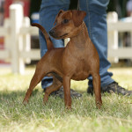 Pinscher Lazio