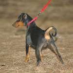 Pinscher Nettuno: Melody