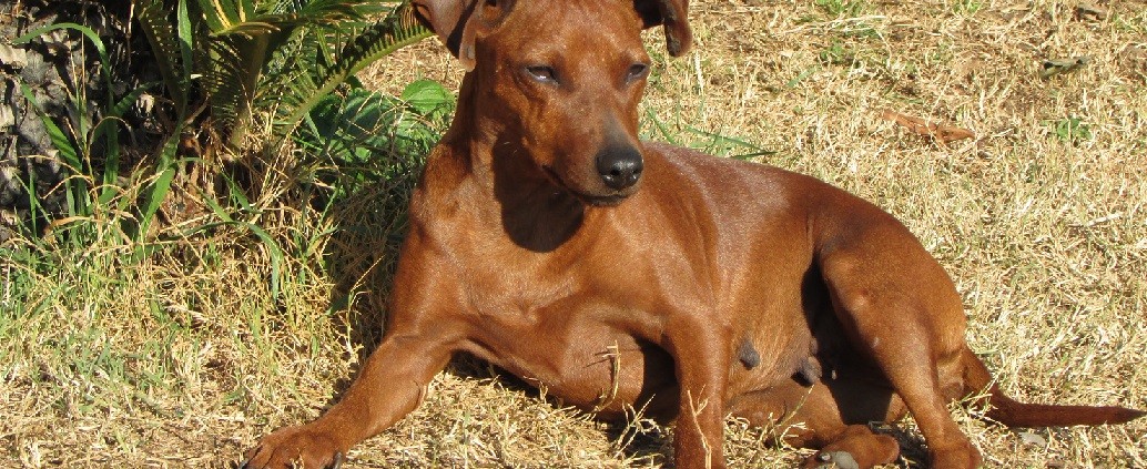 Allevamento pinscher nano Nettuno Roma