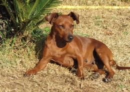 Allevamento pinscher nano Nettuno Roma