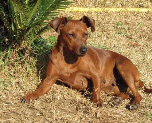 Allevamento pinscher nano Nettuno Roma
