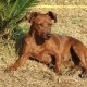 Allevamento pinscher nano Nettuno Roma