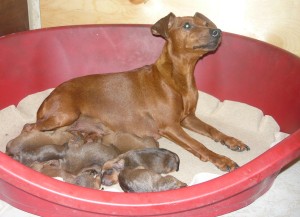 Allevamento pinscher nano Nettuno Roma