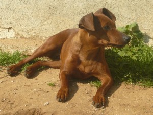 Allevamento pinscher nano Nettuno Roma