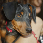 Pinscher Nettuno: Melody