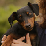 Pinscher Nettuno: Melody