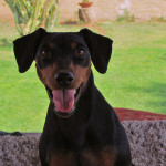 Pinscher Nettuno: Melody