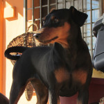 Pinscher Nettuno: Melody