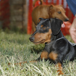 Pinscher Nettuno: Melody