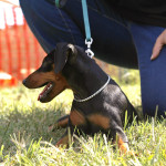 Pinscher Nettuno: Melody