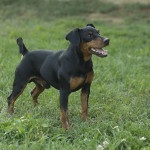 Pinscher Roma - Allevamento pinscher Roma