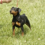 Pinscher Roma - Allevamento pinscher Roma