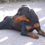 Pinscher Roma - Allevamento pinscher Roma