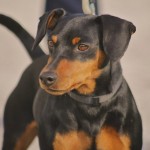 Pinscher Roma - Allevamento pinscher Roma