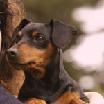 Pinscher Roma - Allevamento pinscher Roma