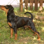 Pinscher Roma - Allevamento pinscher Roma