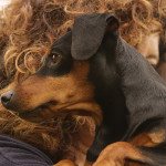 Pinscher Roma - Allevamento pinscher Roma
