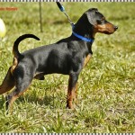 Pinscher Roma - Allevamento pinscher Roma