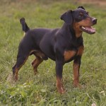 Pinscher Roma - Allevamento pinscher Roma