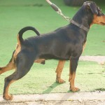 Pinscher Roma - Allevamento pinscher Roma