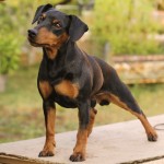 Pinscher Roma - Allevamento pinscher Roma