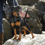 Pinscher Roma - Allevamento pinscher Roma